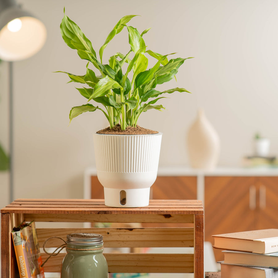 A Spathonema Aglaonema plant sits on a light wooden table. The plant has uniquely shaped leaves with green dark green and lime green variegation. 