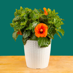 Tropical Hibiscus Flora | small