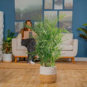 Where to Place Bamboo Plant at Home: Ultimate Spots for Growth