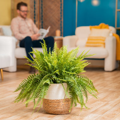 large indoor fern plant Boston Fern