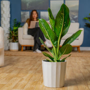 Dieffenbachia Crocodile | large – Costa Farms