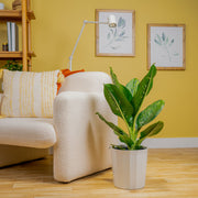 dieffenbachia crocodile for sale Dieffenbachia Crocodile