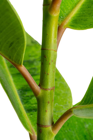 Ficus Shivereana | large