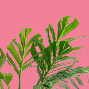 Monstera Pinnatipartita Is 25% Off for a Limited Time