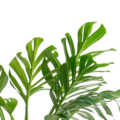 monstera pinnatipartita mature Monstera Pinnatipartita