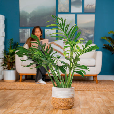 pin palm plant Monstera Pinnatipartita