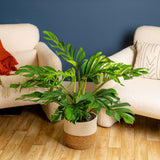 Monstera Pinnatipartita | large