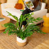 Monstera Pinnatipartita | large