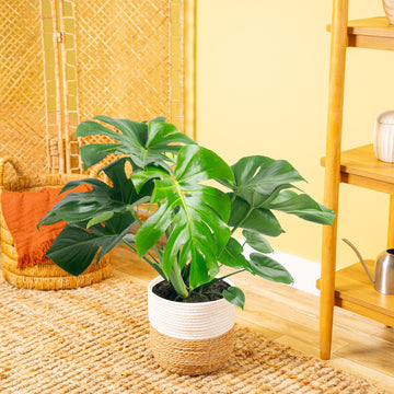 Monstera Deliciosa