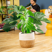 monstera deliciosa big Monstera Deliciosa