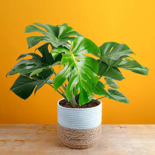 Monstera Deliciosa
