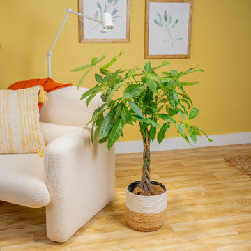 Money Tree