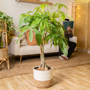 Money Tree | large