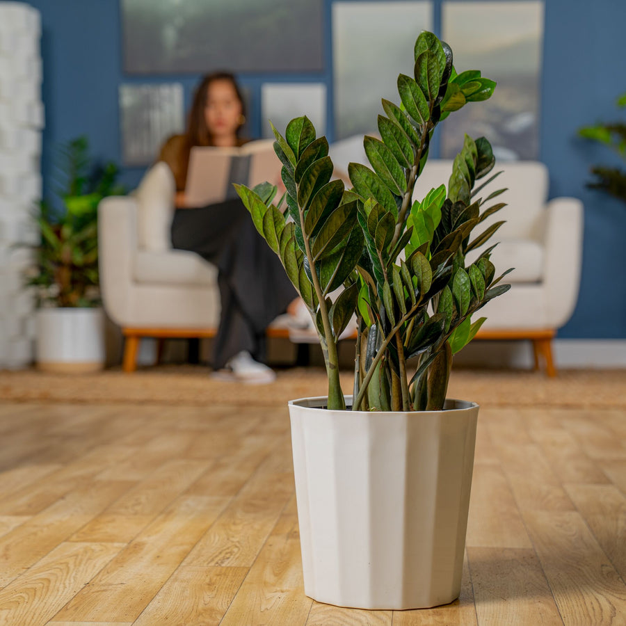 Raven ZZ Zamioculcas ‘Dowon’ | large