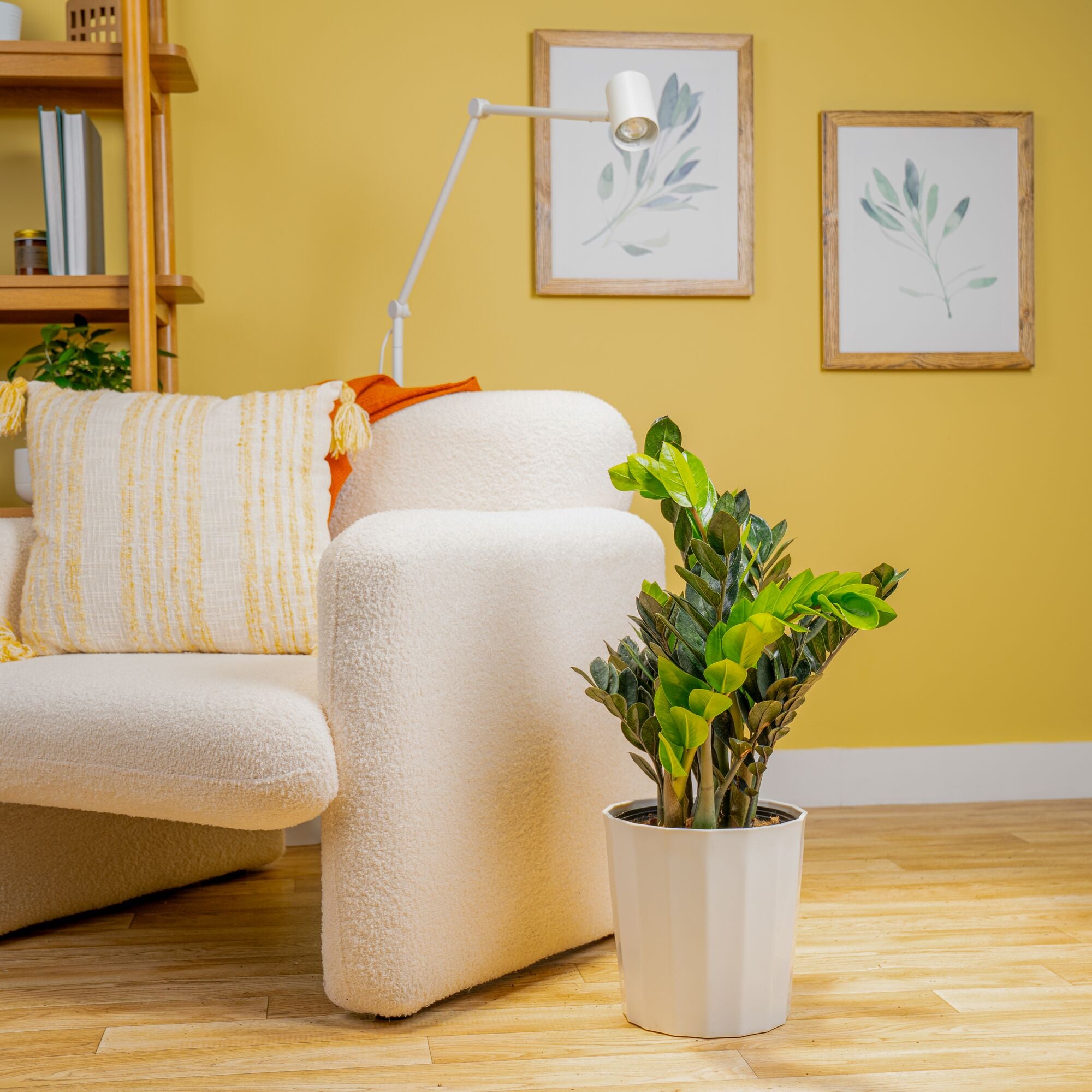 Raven ZZ Zamioculcas ‘Dowon’ | large