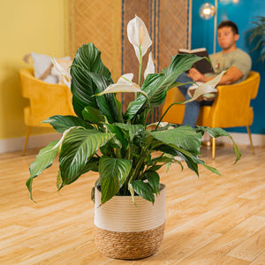Sweet Pablo Peace Lily | large