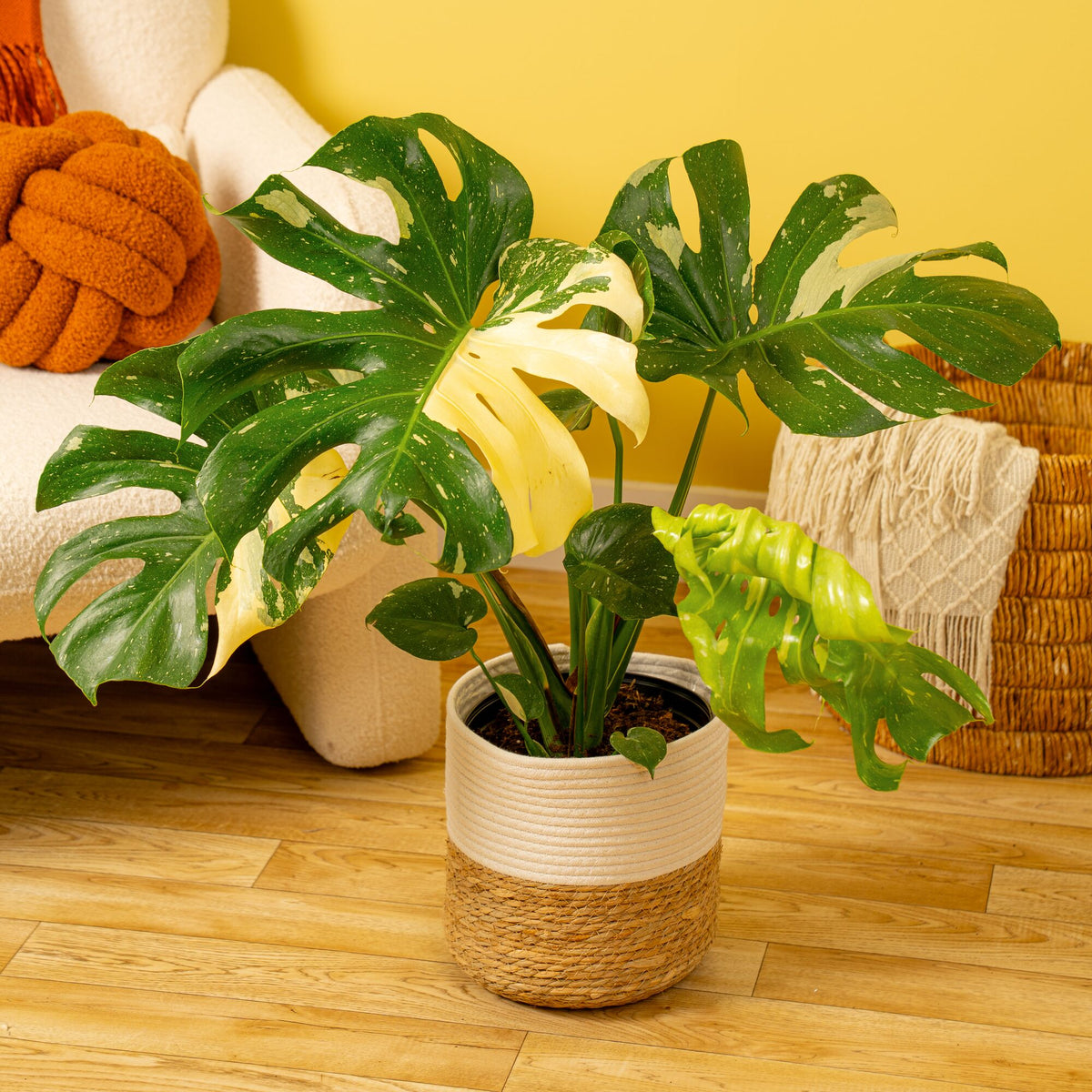 Plants that make a statement