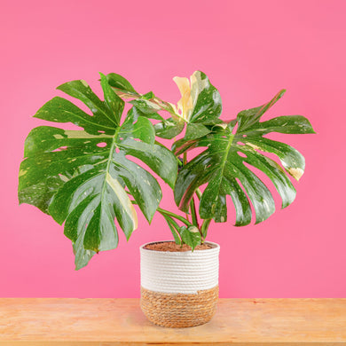 その他観葉植物 Monstera Thai Constellation x 10 plants Monstera 'Thai Constellation' - Mountain Crest Gardens