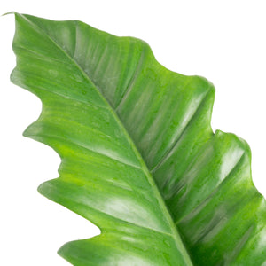 Tiger Tooth Philodendron | Large