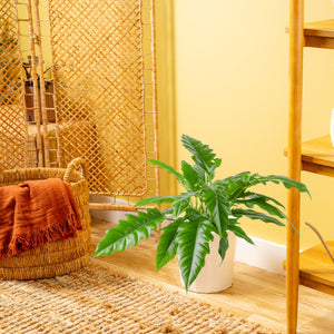 Tiger Tooth Philodendron | Large