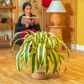 dracaena wide leaves Dracaena White Aspen
