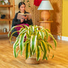 Dracaena White Aspen | Large