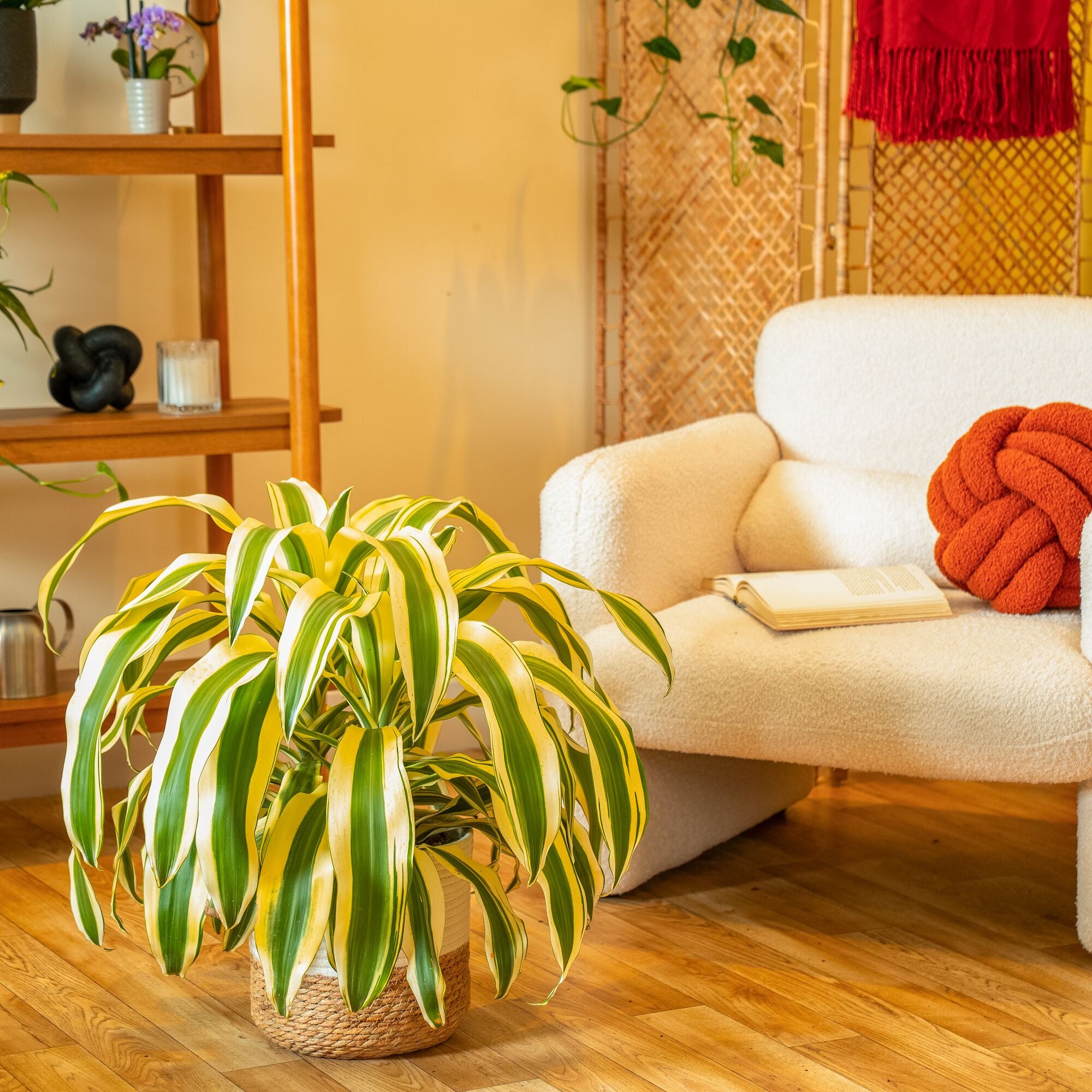 Dracaena White Aspen | Large