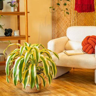 white dracaena Dracaena White Aspen