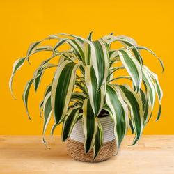 A tall ficus lyrata bush plant in a two tone weave basket. The plant is set against a bright yellow background.