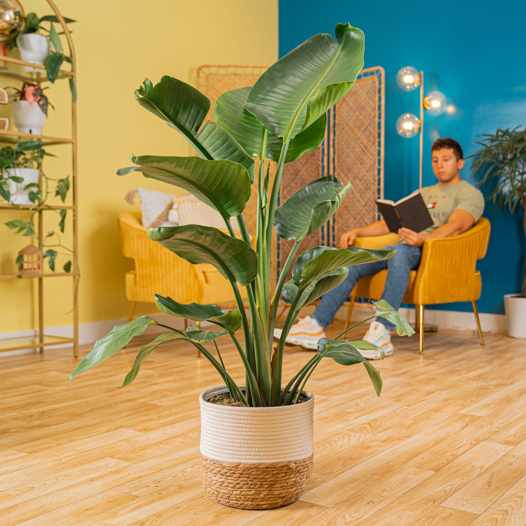 White Bird of Paradise | large