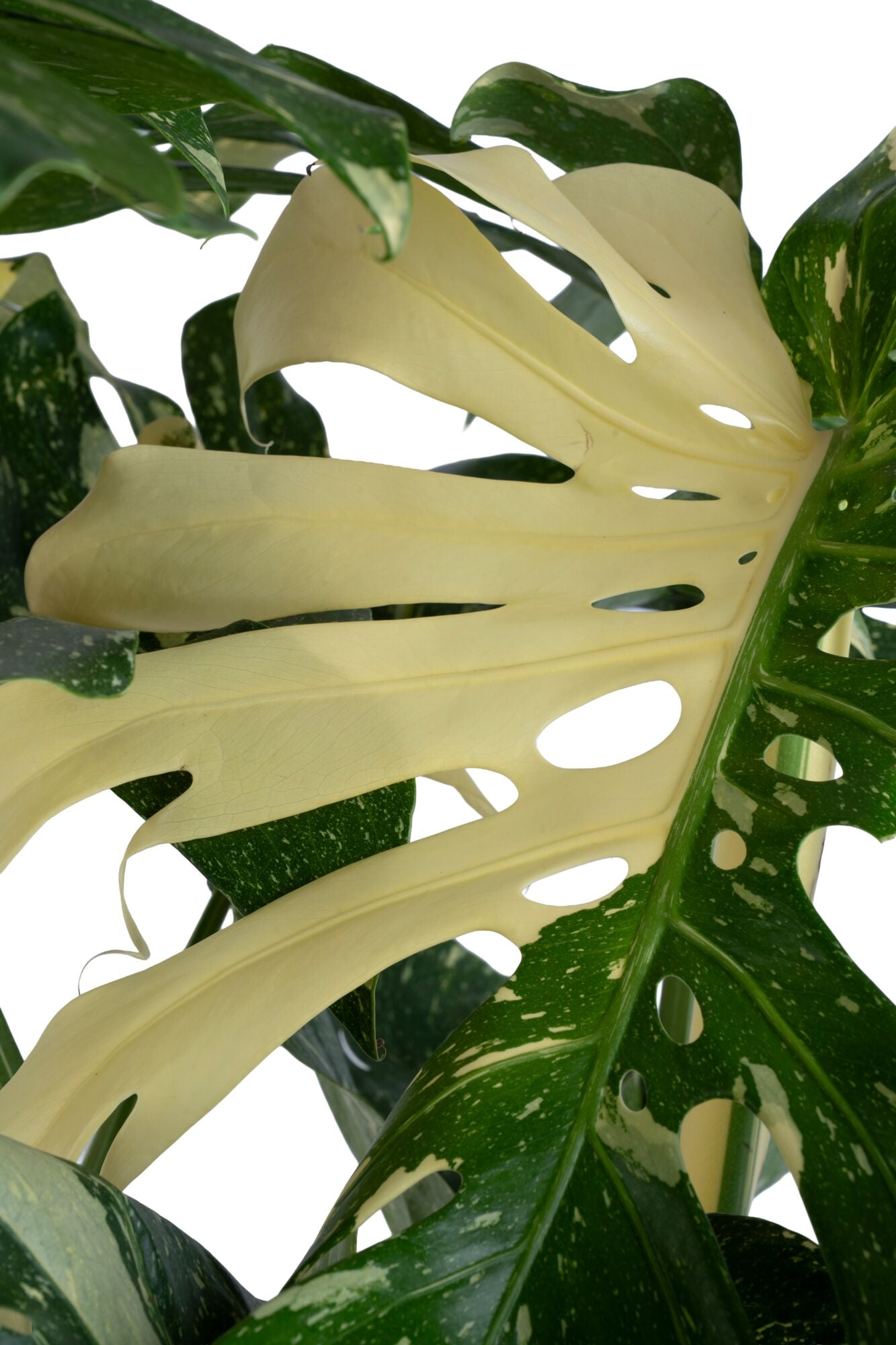 Thai Constellation | Extra large – Costa Farms