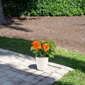 Tropical Hibiscus Adonicus Double Orange | medium