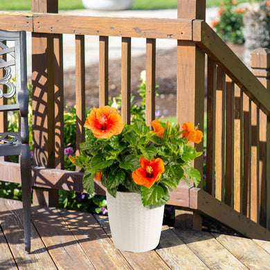 Tropical Hibiscus Apollo Garden | medium – Costa Farms