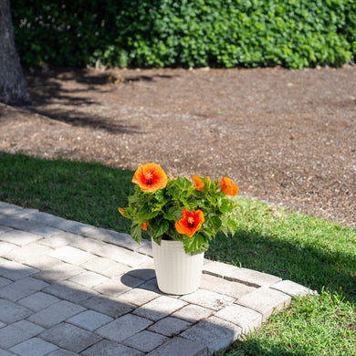 Tropical Hibiscus Apollo Garden | medium – Costa Farms