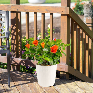 Tropical Hibiscus Constellation Andromeda | medium – Costa Farms
