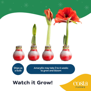 Amaryllis | small