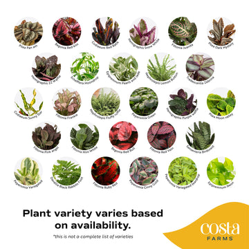 Assorted Foliage