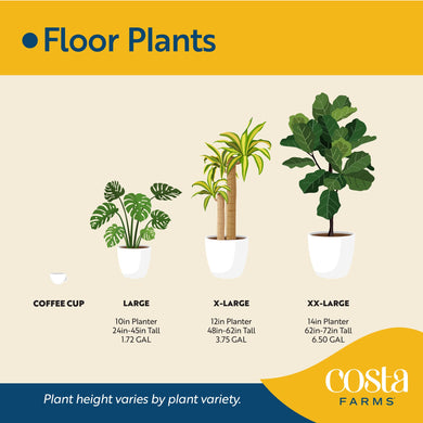 price costa farms indoor plants Money Tree