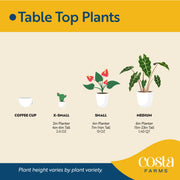 costa farms blooming anthurium live indoor plant Anthurium