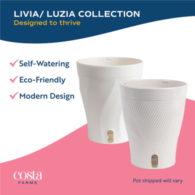 Monstera Burle Marx Flame | medium – Costa Farms