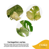Monstera White Monster | medium