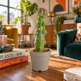Fukuro Cactus | teacup