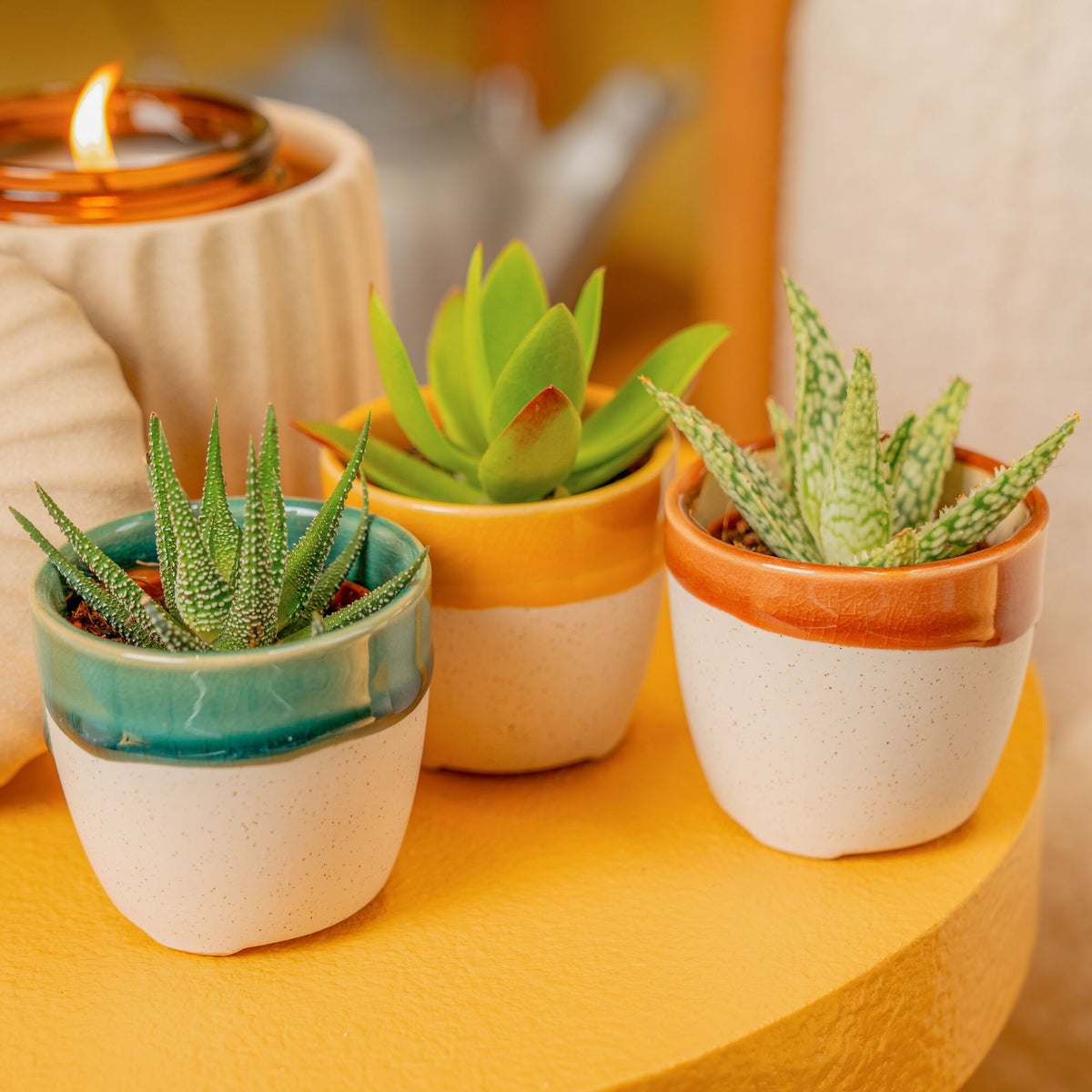 Plants that are low water