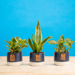 Monstera Burle Marx Flame | medium
