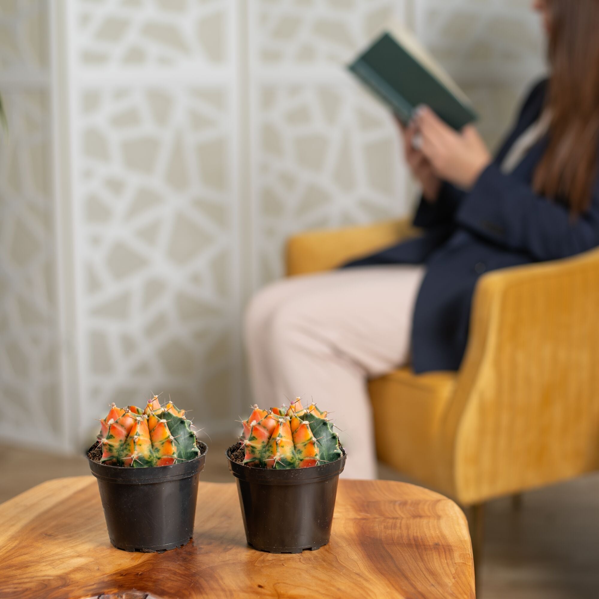 Variegated Moon Cactus | small