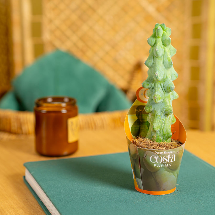 Fukuro Cactus | teacup