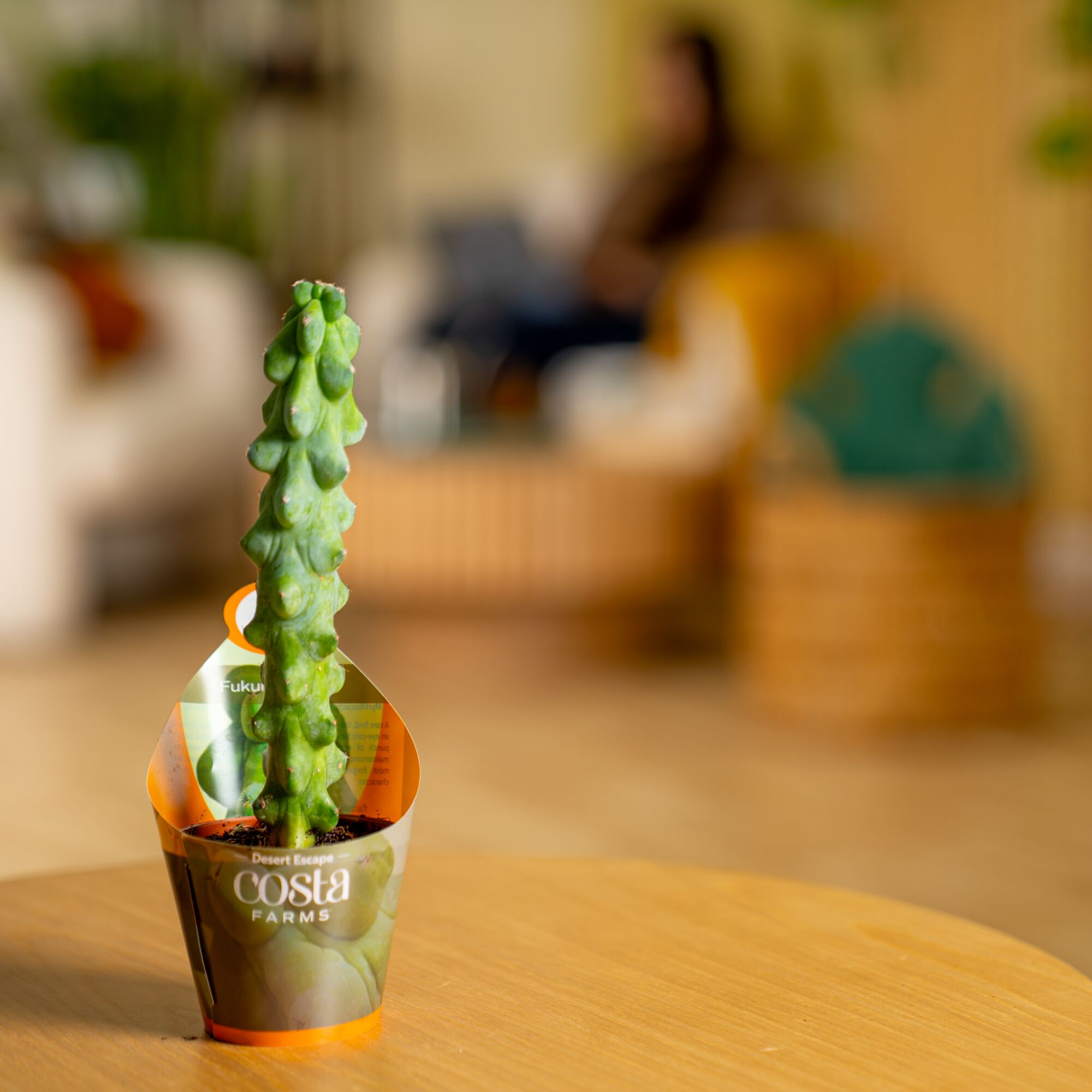 Fukuro Cactus | teacup