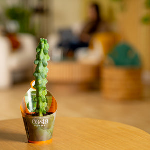 Fukuro Cactus | teacup