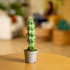 Fukuro Cactus | teacup