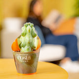 Fukuro Cactus | teacup